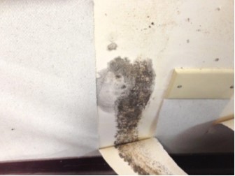 mold in house